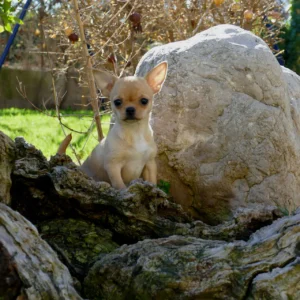 Chihuahua