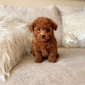 Poodle toy apricot