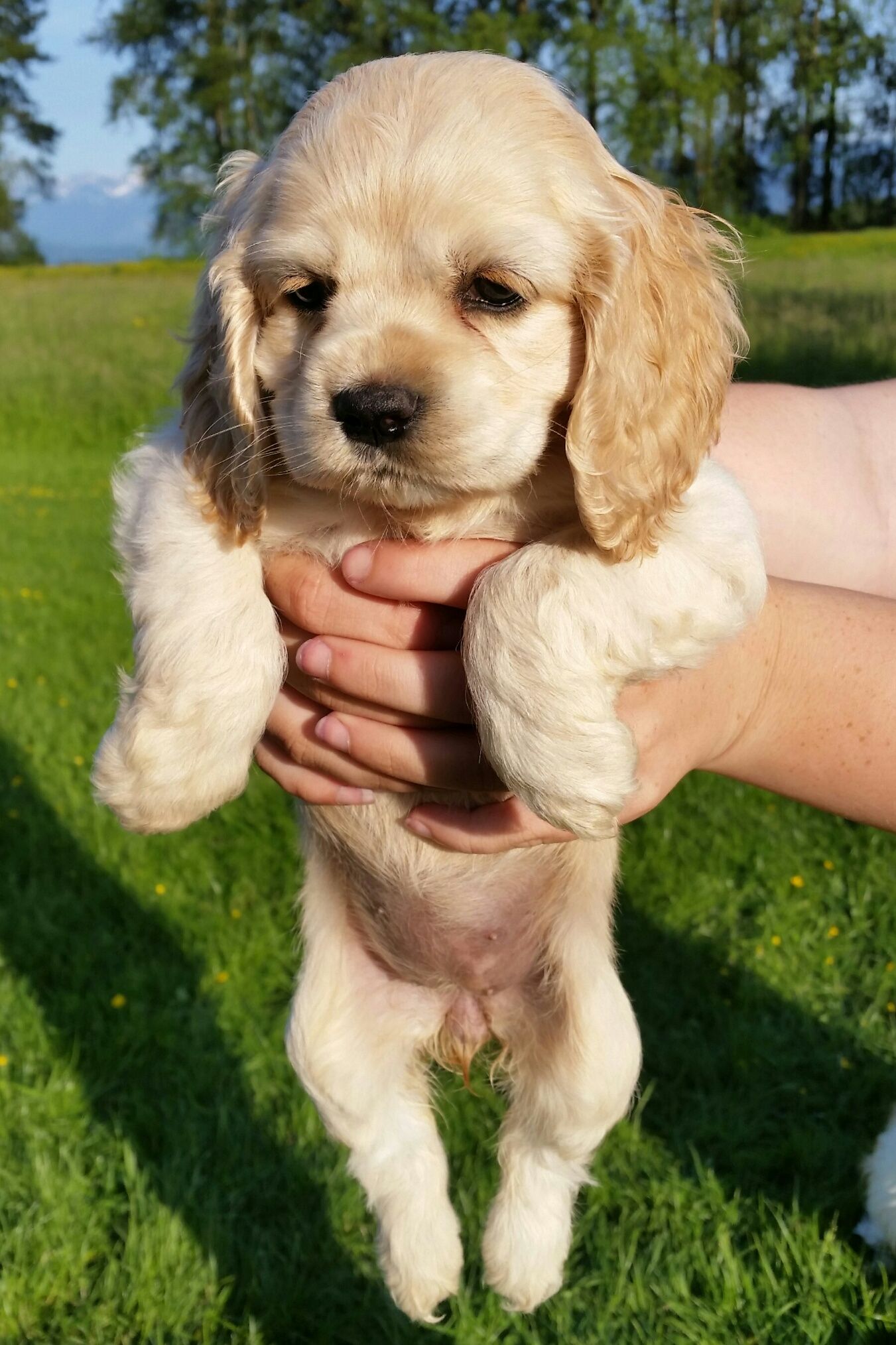 cocker spaniel - Imagen 3