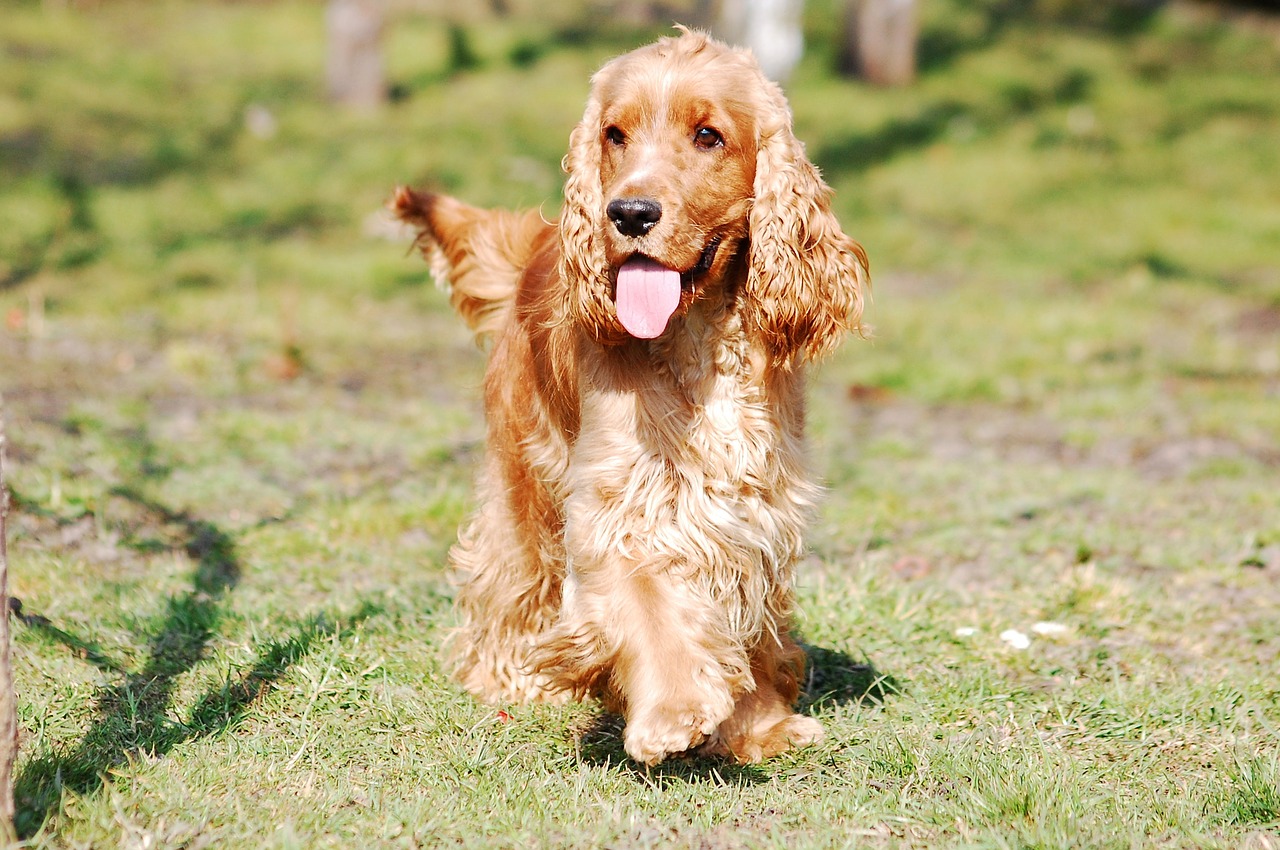 cocker spaniel - Imagen 2
