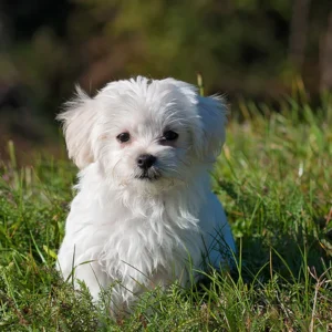 Bichón mlatés